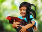 roosters-1801620_1920